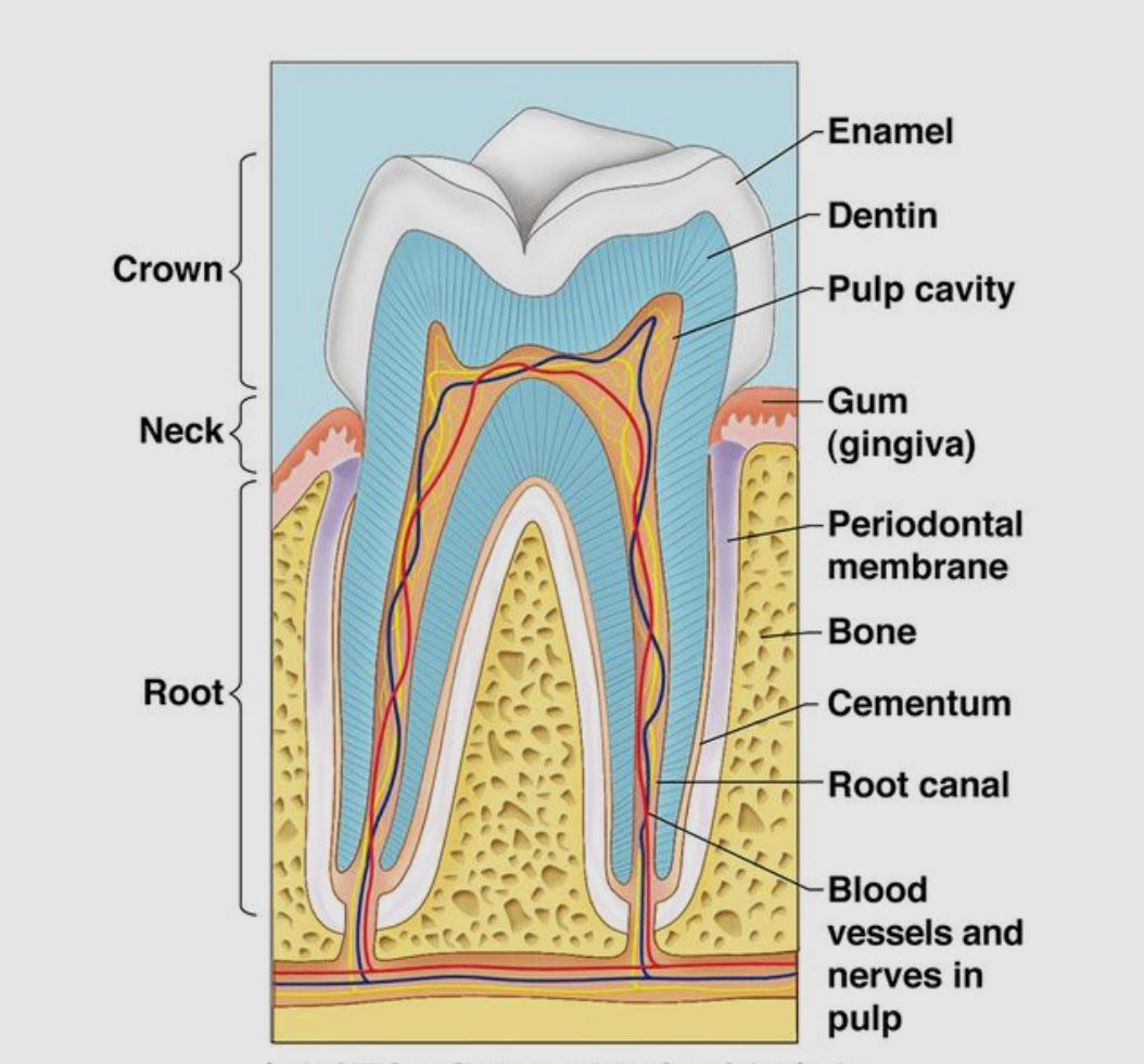 detailed anatomy of teeth