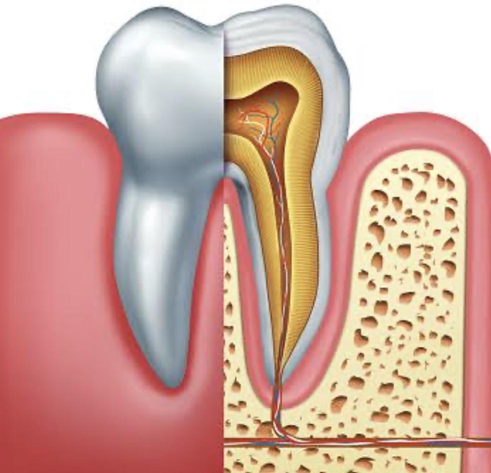 Antonomy of Tooth