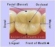 Detailed image of a Tooth