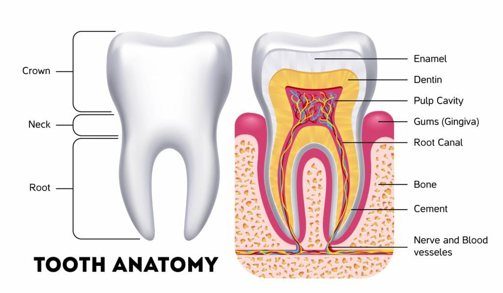 Detailed Human tooth Anatomy