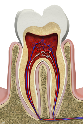 The structure model of Human Tooth 