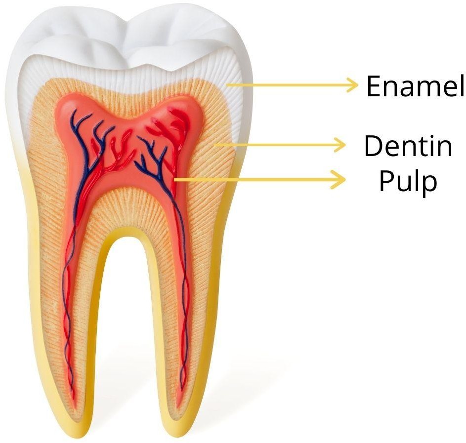 Detailed human Tooth Diagram